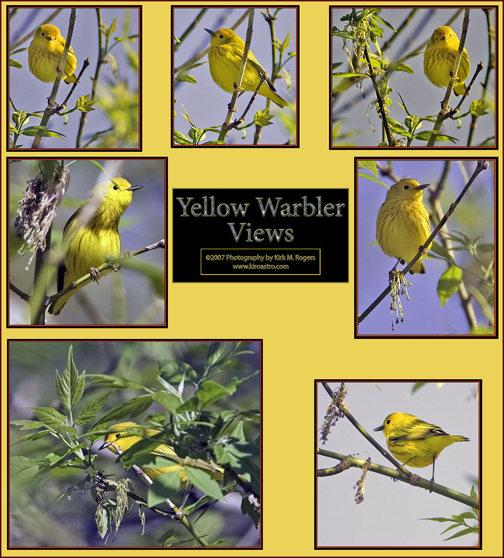 Yellow Warbler