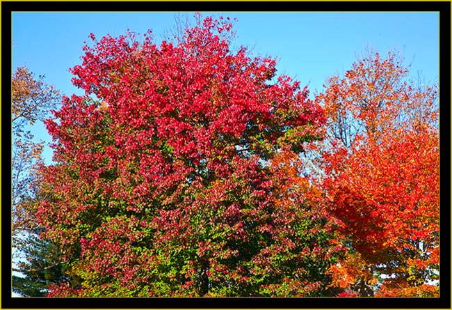 Orange, Reds, Greens and Golds