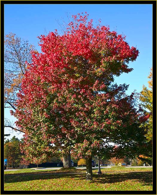 Pineland Center View