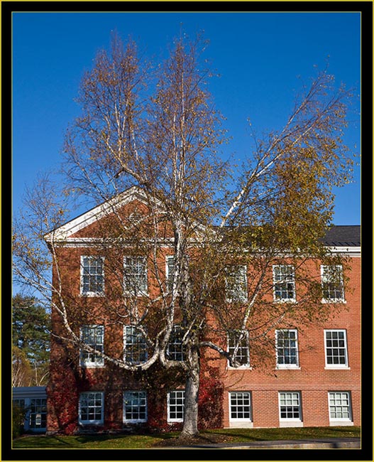 Birch Limb Structure 