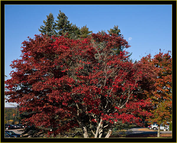 Pineland Center View