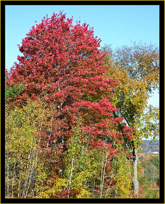 Reds, Greens and Golds