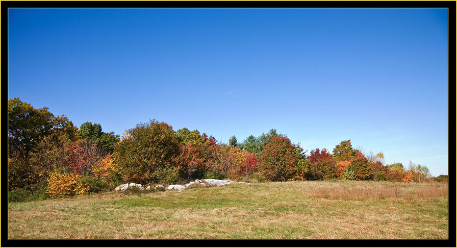 Treeline View at the Hilltop