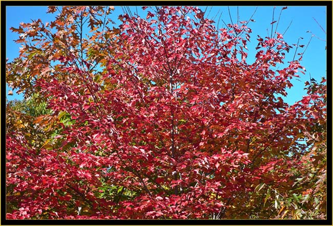 Fall Color in New Gloucester