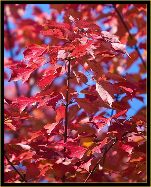 A Glorious Red