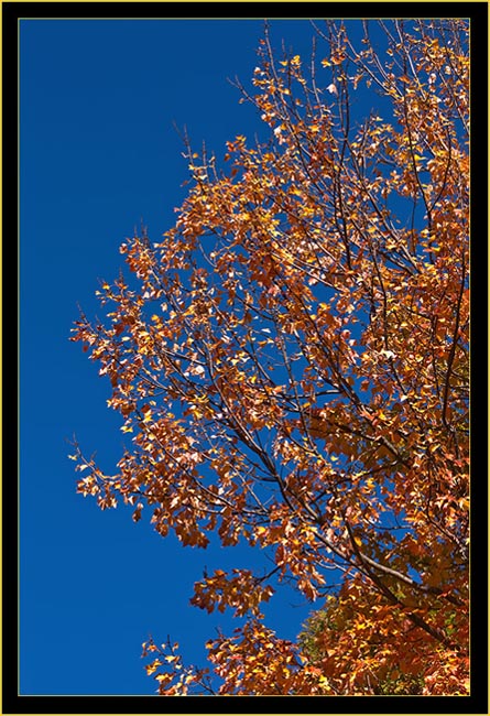 Gold Against the Blue Sky