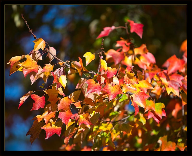 Colors in the Hood