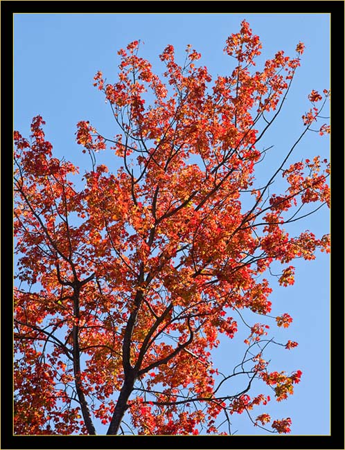Red Against the Blue Skyward