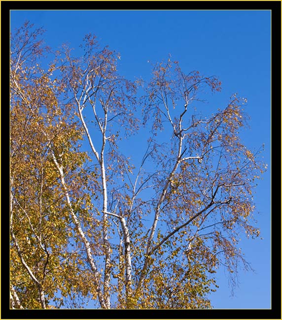 Birch Tree in Fall