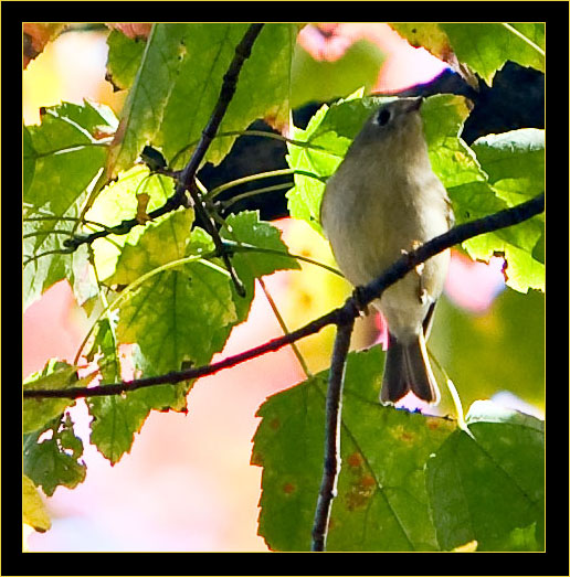 Ruby-crowned Kinglet