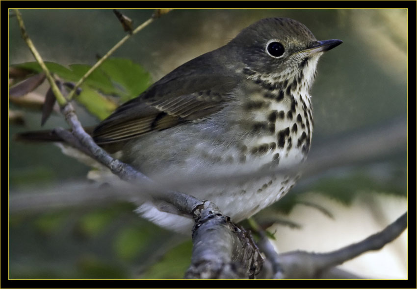 Hermit Thrush