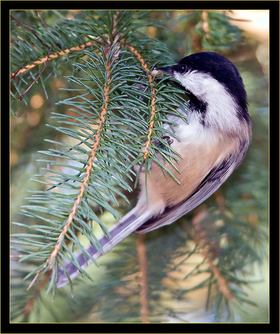 Black-capped Chickadee