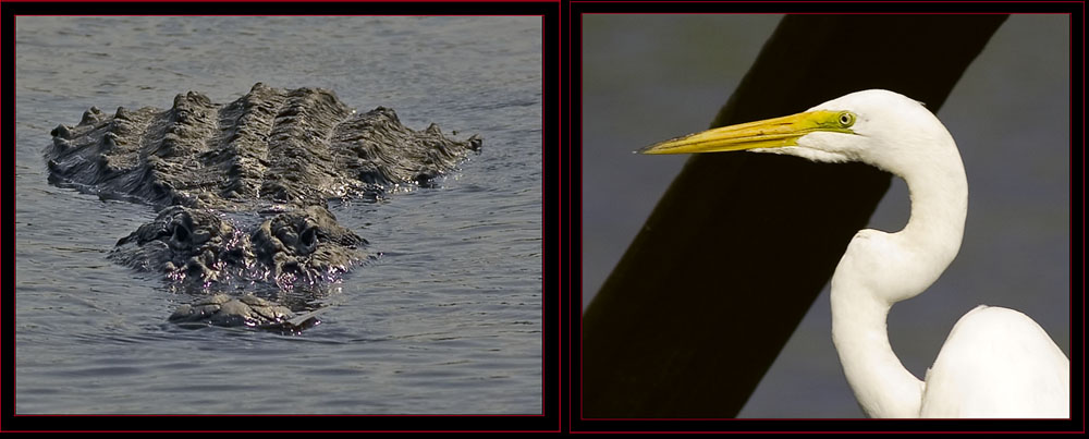 American Alligator & Great Egret in the Refuge