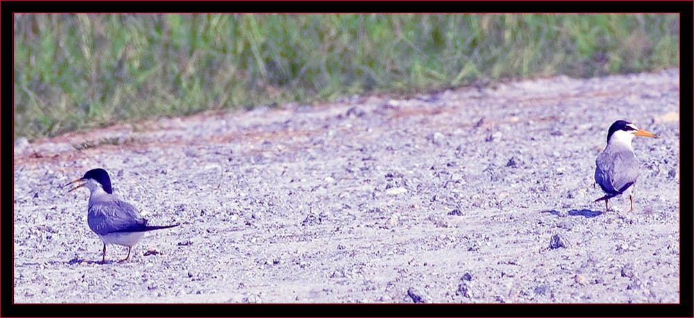 Terns in the Roadway