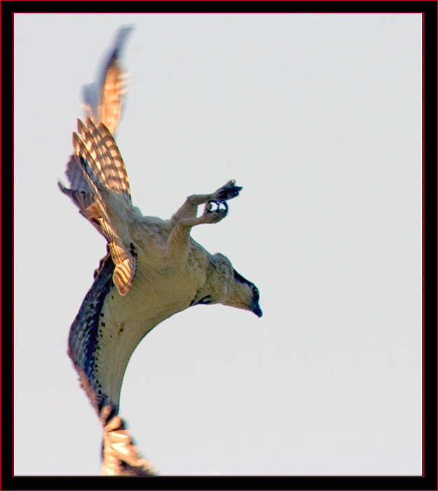 Osprey on the Hunt