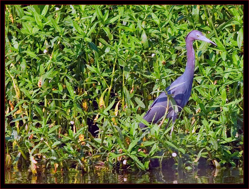 Little Blue Heron