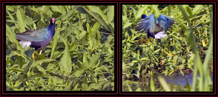 Purple Gallinule