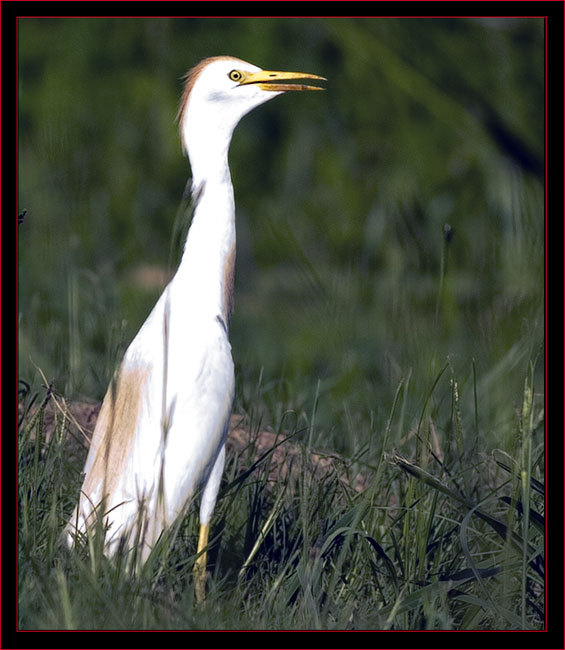 Cattle Egret