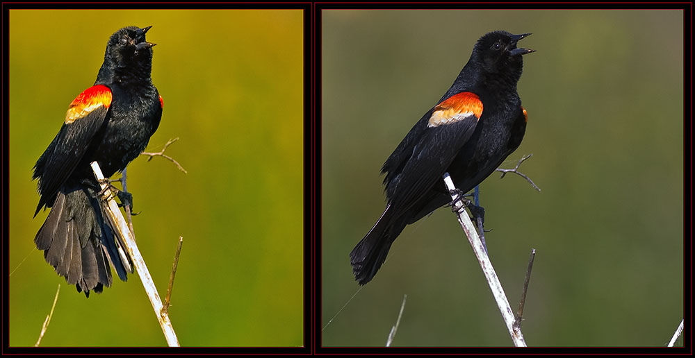 Red-winged Blackbird