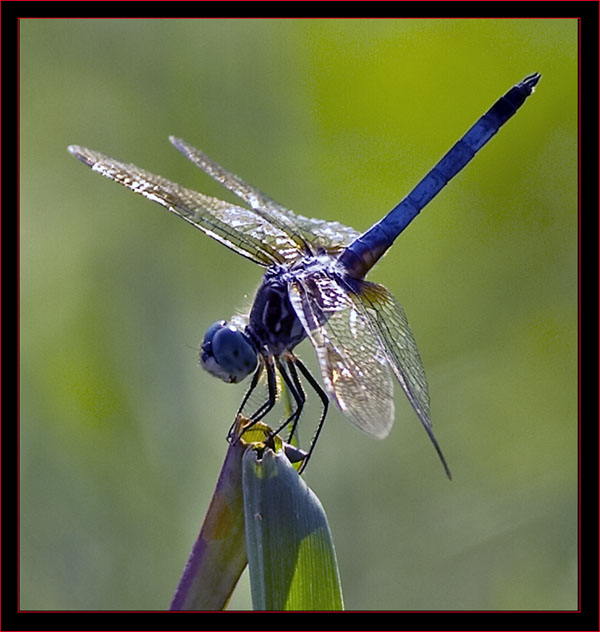 One of the Dragonflies - A Blue Corporal