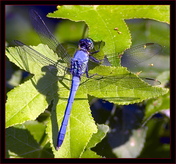 Blue Corporal Dragonfly