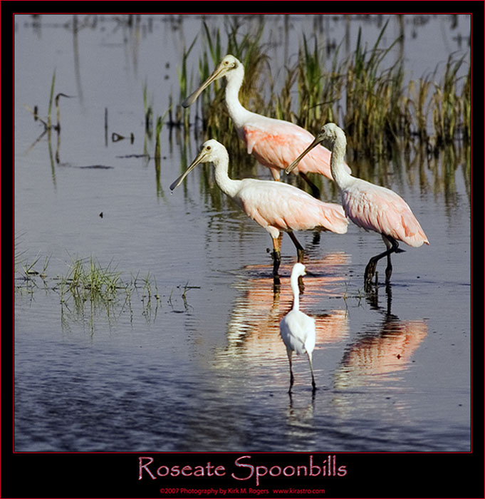 Spoonbills