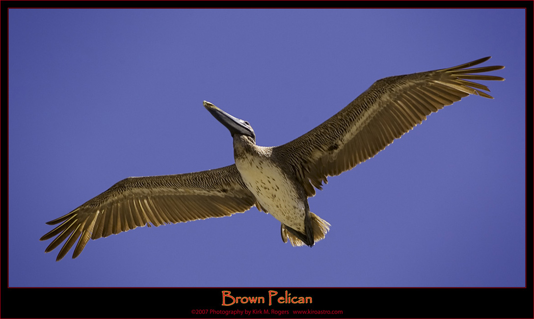 Brown Pelican Overhead