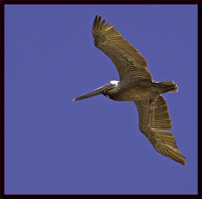 Pelican Flight Photograph