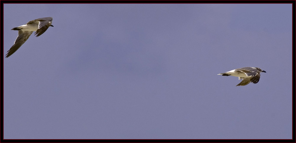 Tybee Gulls in Flight