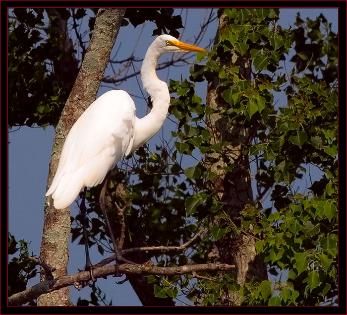 Great Egret at SNWR