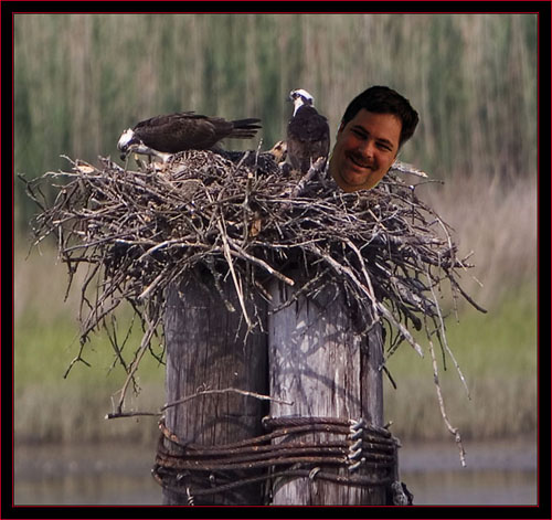 Billy-Bob in the Nest