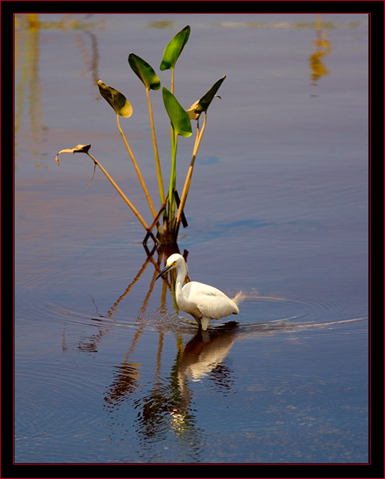 Snowy Egret