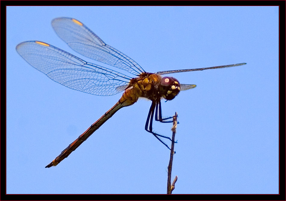 Perched Dragonfly