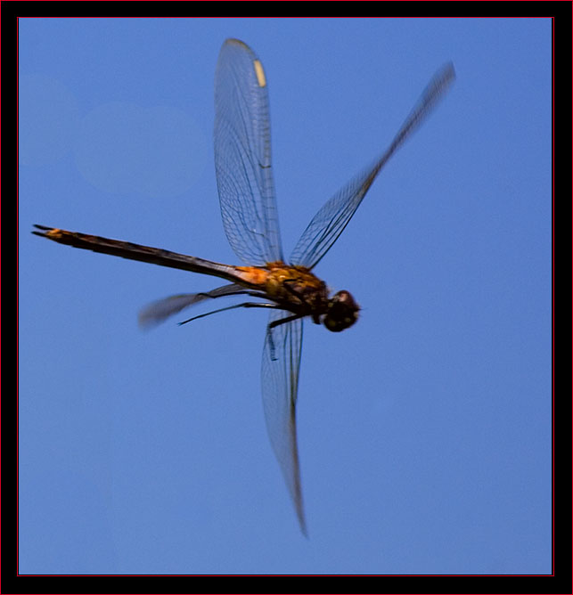 Dragonfly in Flight