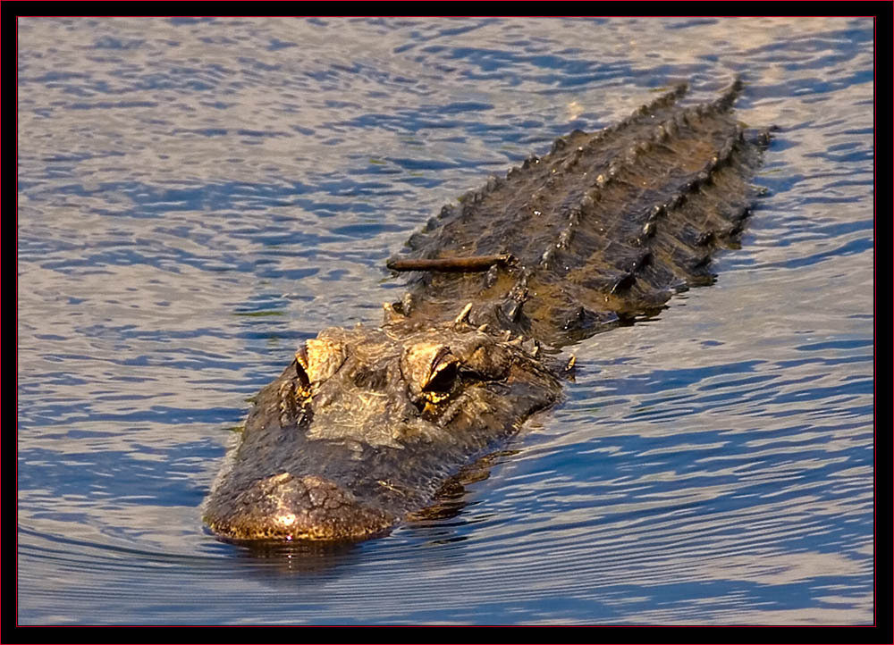 American Alligator