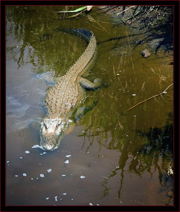 American Alligator