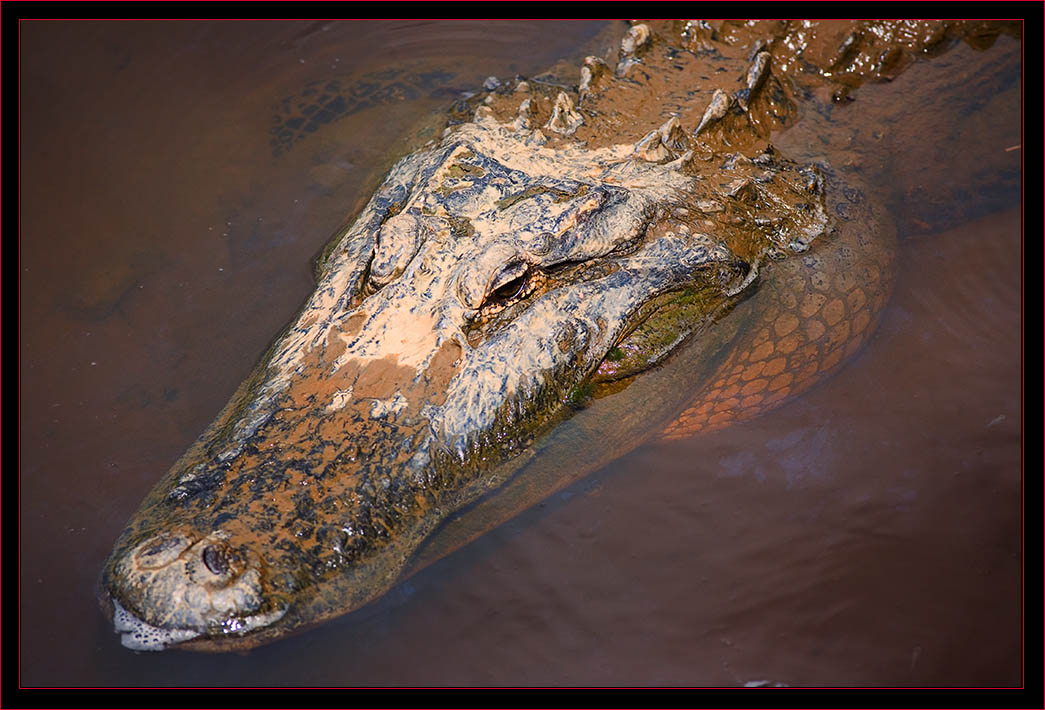 Gator Head Shot