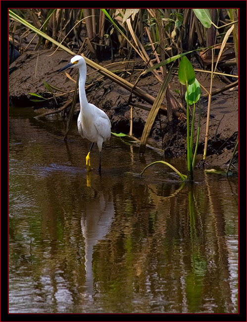 Snowy Egret Foraging