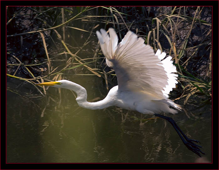 Great Egret Taking Flight