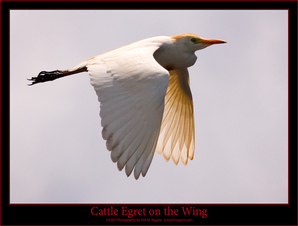 Cattle Egret Flight Image