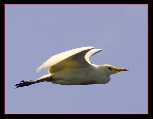 Cattle Egret in Flight