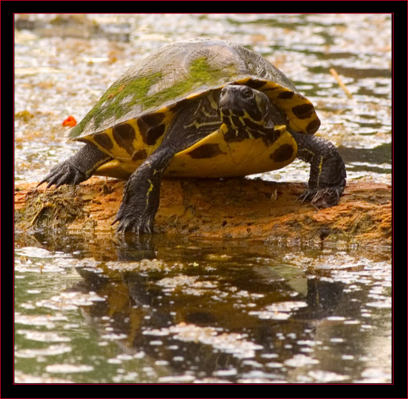 Turtle Sunning