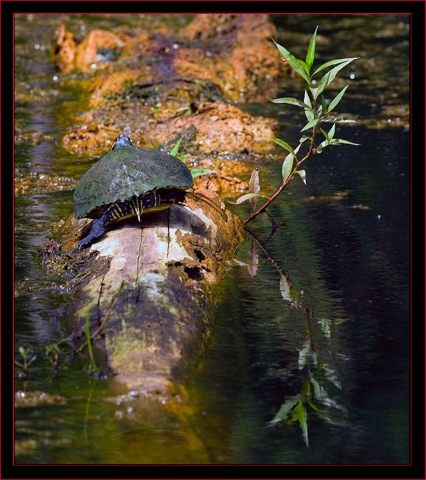 Turtle on the Move