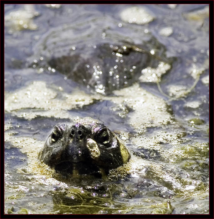 Turtle Swimming