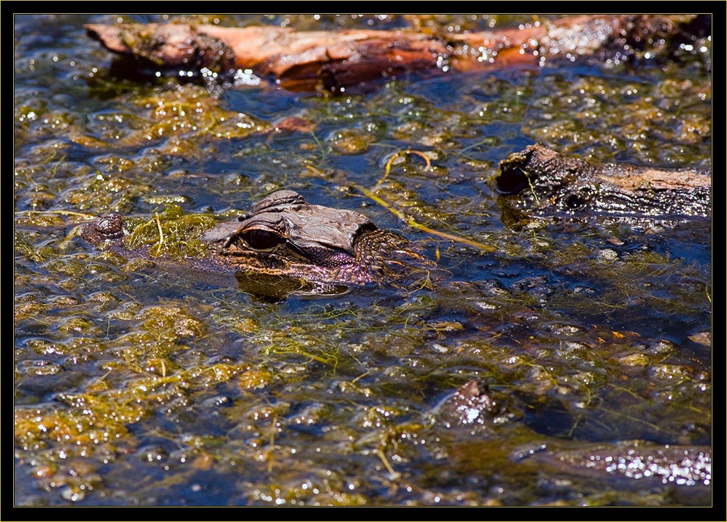 Pair of Gators