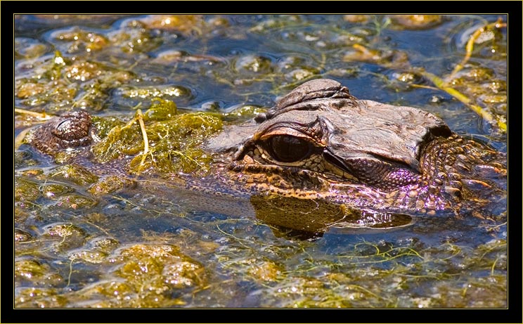 Gator Lurking