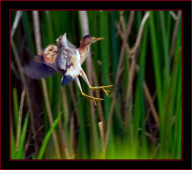 Green Heron Making for Cover