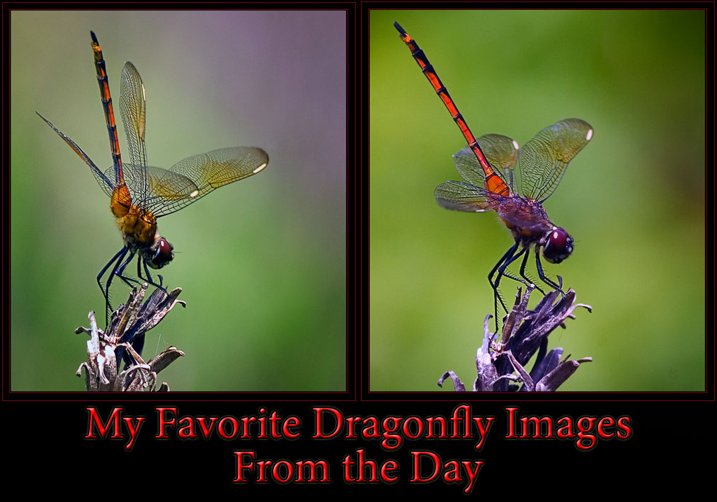 Yet More Dragonflies...