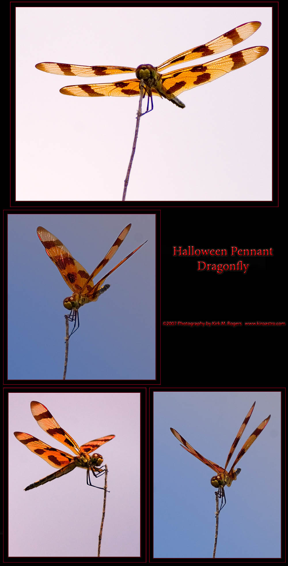 Halloween Pennant - Dragonfly