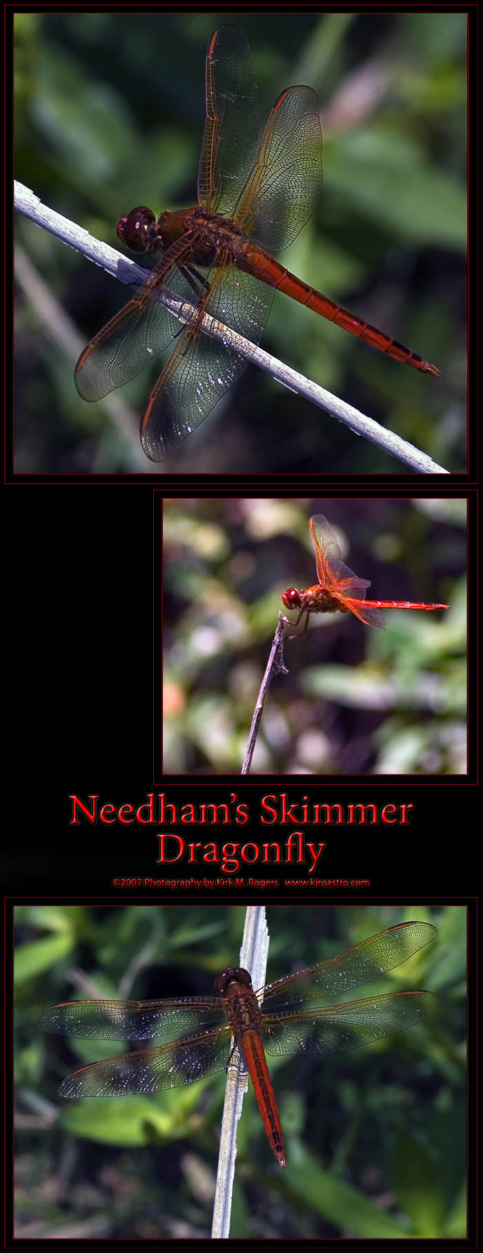 Needham's Skimmer - Dragonfly